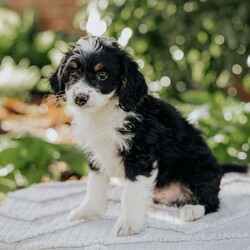 Luke/Mini Bernedoodle									Puppy/Male	/March 5th, 2026,Meet our adorable mini bernedoodle puppies.They are raised on our family farm around small children.They’re vet checked,vaccinated and come with a 30 day health guarantee.The sire is a 35 lb mini bernedoodle and the dam is a 25 lb mini bernedoodle.If you are interested in adopting one of these puppies feel free to contact Jonas anytime.