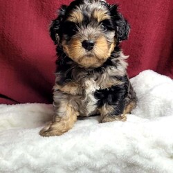 Lincoln/Shih-Poo									Puppy/Male	/6 Weeks,Lincoln is a very sweet and well socialized puppy.He loves to play with children and will make the perfect companion for anyone. His mama is an 11# Shih Tzu and dad is a 8# mini poodle pup. We offer transport to your door for an additional charge. Please contact us to make sweet Lincoln your very own puppy!