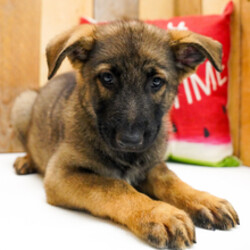 Adopt a dog:Tyson/German Shepherd Dog/Female/March 27, 2026,Hi, I'm Tyson! I'm a 10-week-old male German Shepherd Dog with a beautiful sable coat, born on March 27. I am ready now to plan my trip to my forever family. Once I reach my adult size, I'm expected to weigh between 60–110 lbs. I'm UABR registered. I'm looking forward to being your sunshine on a rainy day.