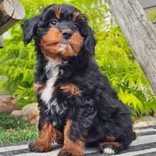 Pax/Aussiedoodle/Female/April 3, 2026