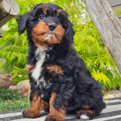 Adopt a dog:Pax/Aussiedoodle/Female/April 3, 2026,Hi, I'm Pax! I'm an 11-week-old male Aussiedoodle. My dad is a Poodle and my mom is an Australian Shepherd. I have a beautiful black & tan coat, and I was born on April 3. I am ready now to plan my trip to my forever family. My puppy love is ready to brighten your every day.
