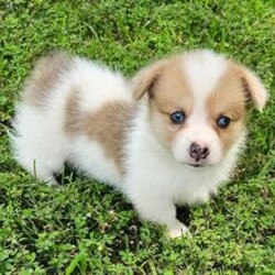 Adopt a dog:Alfie/Pembroke Welsh Corgi/Female/May 10, 2026,Hi, I'm Alfie! I'm a 6-week-old male Pembroke Welsh Corgi with a beautiful red coat, born on May 10. I'll be ready to go home to my forever family after July 5, once I'm grown enough to leave my litter. When I reach my adult size, I should weigh between 15–35 lbs. I'm ACA registered. I'm all set to fill your home with laughter and paw-some moments.