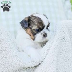 Lars/Shih Tzu									Puppy/Male	/7 Weeks,To contact the breeder about this puppy, click on the “View Breeder Info” tab above.