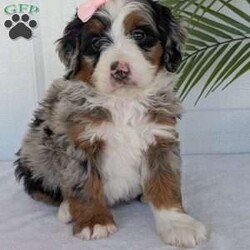 Annie/Mini Bernedoodle									Puppy/Female	/8 Weeks,Hello everyone! Meet our precious little girl, Annie. She is a beautiful F1 blue-merle mini bernedoodle with a very beautiful coat of soft wavy hair! Her coat is a very unique color of blue! Annie has a very sweet temperament andis very well socialized! She is very playful and is sure to make the perfect companion to anyone giving her a loving home! Annie would make the perfect companion to go on walks with or if you are looking for someone to snuggle up on the couch with she is always up for that as well! Annie will be available to go home on July 7th..