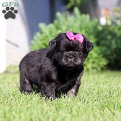 Amy/French Bulldog									Puppy/Female	/9 Weeks,Meet Amy, an absolutely adorable AKC French Bulldog puppy with a charming personality and a heart full of love! This precious little girl is playful, affectionate, and always ready to brighten your day with her sweet nature and adorable expressions. She enjoys exploring her surroundings, playing with her favorite toys, and soaking up attention from everyone she meets. With her beautiful coat, signature Frenchie ears, impressive big rope nose, and irresistible face, Amy is sure to steal hearts wherever she goes. Raised with lots of love and attention in a veterinarian’s home, she has been well-socialized and given the very best start in life. Whether she’s cuddling up for snuggles or entertaining everyone with her playful antics, Amy brings joy to every moment.