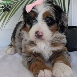Annie/Mini Bernedoodle									Puppy/Female	/8 Weeks,Hello everyone! Meet our precious little girl, Annie. She is a beautiful F1 blue-merle mini bernedoodle with a very beautiful coat of soft wavy hair! Her coat is a very unique color of blue! Annie has a very sweet temperament andis very well socialized! She is very playful and is sure to make the perfect companion to anyone giving her a loving home! Annie would make the perfect companion to go on walks with or if you are looking for someone to snuggle up on the couch with she is always up for that as well! Annie will be available to go home on July 7th..