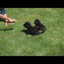 Theo/Miniature Poodle									Puppy/Male	/May 18th, 2026,Check out this adorable Mini Poodle, Theo! This precious pup is vet checked & up to date on shots & wormer, plus comes with a health guarantee provided by the breeder! Theo is well socialized & currently being family raised with children!