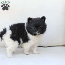 Callie/Pomeranian									Puppy/Female	/May 14th, 2026,Callie is one of three in her litter, her approximate adult weight is 7 to 8 pounds 