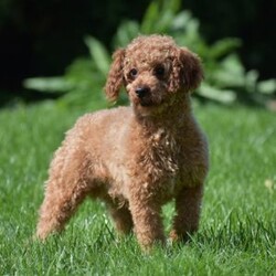 Lincoln/Bich-Poo									Puppy/Male	/9 Weeks,Pond View Puppies is excited to introduce Kenny and Twinkles’s new Bichpoo puppies!! They were born on May 2, 2026. We expect these puppies to weigh 9 to 13 pounds full grown. These pups will be a perfect fit for a family pet or for a 1-person companion! They love attention and cuddles. And they love playing with their toys and children. These Bich-poo are a good fit for anyone, including  families  with children. Our Bich-poo puppies have  been microchipped. They have had their first vaccinations and dewormers and have benn given health certificates by our  veterinarian. You will be given a 2-year genetic health guarantee, a small bag of NutriSource puppy food, and a blanket with the mother & littermate’s scent on it when you pick up your puppy. Pond View Puppies is eager to meet you! We will do our best to make this adoption process easy for you and your new furbaby :).  You may call or text Ruthie any time. Sunday calls & texts will be returned on Monday morning.