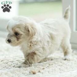 Arlo/Maltipoo									Puppy/Male	/7 Weeks,Our Maltipoo puppies will make the perfect addition to your family! They have calm and docile personalities and are absolutely adorable! Our children love to play with them and they get lots of cuddles and attention from them! 