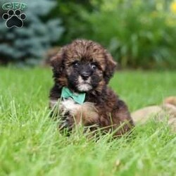 Frankie/Havapoo									Puppy/Male	/10 Weeks,Meet Frankie, a sweet Havapoo! He’s full of energy, curiosity, and unconditional love, always ready to explore, chase toys, and discover something new. When the day winds down, he’s happiest curled up close, soaking in every cuddle with his gentle and affectionate nature. His small size makes him an excellent companion, offering the perfect blend of fun, loyalty, and charm. He’ll make a wonderful companion for families, singles, or anyone looking for a loving little friend.