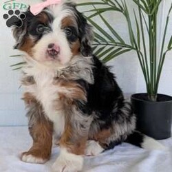Annie/Mini Bernedoodle									Puppy/Female	/8 Weeks,Hello everyone! Meet our precious little girl, Annie. She is a beautiful F1 blue-merle mini bernedoodle with a very beautiful coat of soft wavy hair! Her coat is a very unique color of blue! Annie has a very sweet temperament andis very well socialized! She is very playful and is sure to make the perfect companion to anyone giving her a loving home! Annie would make the perfect companion to go on walks with or if you are looking for someone to snuggle up on the couch with she is always up for that as well! Annie will be available to go home on July 7th..