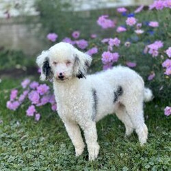 Jewel/Mini Bernedoodle									Puppy/Female	/7 Weeks,Hi, my name is Jewel, and I’m an absolutely adorable Mini Bernedoodle puppy ready to bring lots of sunshine, love, and happiness into my forever home! I’m a sweet and playful little companion who loves exploring, making new memories, and being part of all the fun adventures life brings. I have a gentle nature, a happy spirit, and a lovable personality that makes every day brighter. With my soft, fluffy coat, precious puppy eyes, and charming Mini Bernedoodle looks, I’m the perfect little bundle of joy to celebrate summer days with. I can’t wait to fill my forever family’s life with love, laughter, puppy snuggles, and lots of unforgettable moments!