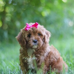 Zelda/Cavapoo									Puppy/Female	/8 Weeks,Hi, my name is Zelda, and I’m an absolutely adorable Cavapoo puppy with a sweet personality and a heart full of love! I’m a playful and affectionate little companion who loves exploring new things, soaking up attention, and being part of all the fun adventures life brings. I have a gentle nature, a happy spirit, and a lovable personality that makes me truly special. With my soft, fluffy coat, adorable puppy eyes, and charming Cavapoo looks, I’m sure to steal your heart wherever I go. I can’t wait to fill my forever home with endless love, laughter, cuddles, and unforgettable memories!