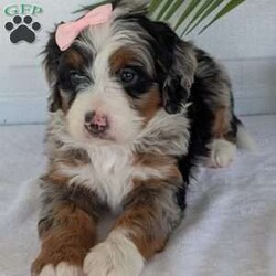 Annie/Mini Bernedoodle									Puppy/Female	/8 Weeks,Hello everyone! Meet our precious little girl, Annie. She is a beautiful F1 blue-merle mini bernedoodle with a very beautiful coat of soft wavy hair! Her coat is a very unique color of blue! Annie has a very sweet temperament andis very well socialized! She is very playful and is sure to make the perfect companion to anyone giving her a loving home! Annie would make the perfect companion to go on walks with or if you are looking for someone to snuggle up on the couch with she is always up for that as well! Annie will be available to go home on July 7th..
