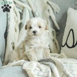 Arlo/Maltipoo									Puppy/Male	/7 Weeks,Our Maltipoo puppies will make the perfect addition to your family! They have calm and docile personalities and are absolutely adorable! Our children love to play with them and they get lots of cuddles and attention from them! 