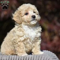 Lincoln/Bich-Poo									Puppy/Male	/9 Weeks,Pond View Puppies is excited to introduce Kenny and Twinkles’s new Bichpoo puppies!! They were born on May 2, 2026. We expect these puppies to weigh 9 to 13 pounds full grown. These pups will be a perfect fit for a family pet or for a 1-person companion! They love attention and cuddles. And they love playing with their toys and children. These Bich-poo are a good fit for anyone, including  families  with children. Our Bich-poo puppies have  been microchipped. They have had their first vaccinations and dewormers and have benn given health certificates by our  veterinarian. You will be given a 2-year genetic health guarantee, a small bag of NutriSource puppy food, and a blanket with the mother & littermate’s scent on it when you pick up your puppy. Pond View Puppies is eager to meet you! We will do our best to make this adoption process easy for you and your new furbaby :).  You may call or text Ruthie any time. Sunday calls & texts will be returned on Monday morning.