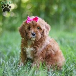 Zelda/Cavapoo									Puppy/Female	/8 Weeks,Hi, my name is Zelda, and I’m an absolutely adorable Cavapoo puppy with a sweet personality and a heart full of love! I’m a playful and affectionate little companion who loves exploring new things, soaking up attention, and being part of all the fun adventures life brings. I have a gentle nature, a happy spirit, and a lovable personality that makes me truly special. With my soft, fluffy coat, adorable puppy eyes, and charming Cavapoo looks, I’m sure to steal your heart wherever I go. I can’t wait to fill my forever home with endless love, laughter, cuddles, and unforgettable memories!