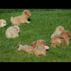 Lincoln/Bich-Poo									Puppy/Male	/9 Weeks,Pond View Puppies is excited to introduce Kenny and Twinkles’s new Bichpoo puppies!! They were born on May 2, 2026. We expect these puppies to weigh 9 to 13 pounds full grown. These pups will be a perfect fit for a family pet or for a 1-person companion! They love attention and cuddles. And they love playing with their toys and children. These Bich-poo are a good fit for anyone, including  families  with children. Our Bich-poo puppies have  been microchipped. They have had their first vaccinations and dewormers and have benn given health certificates by our  veterinarian. You will be given a 2-year genetic health guarantee, a small bag of NutriSource puppy food, and a blanket with the mother & littermate’s scent on it when you pick up your puppy. Pond View Puppies is eager to meet you! We will do our best to make this adoption process easy for you and your new furbaby :).  You may call or text Ruthie any time. Sunday calls & texts will be returned on Monday morning.