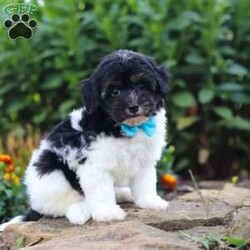 Joey/Havapoo									Puppy/Male	/8 Weeks,Hi, my name is Joey, and I’m an absolutely adorable Havapoo puppy with a sweet personality and a heart full of love! I’m a charming little companion who loves exploring new things, playing with my favorite toys, and soaking up all the attention I can get. I have a gentle nature, a happy spirit, and a lovable personality that makes me so special. With my soft, fluffy coat, adorable puppy eyes, and irresistible Havapoo charm, I’m sure to bring endless smiles, cuddles, and joy to my forever family. I’m a fun-loving pup who will make every day a little brighter with my playful energy and sweet affection!