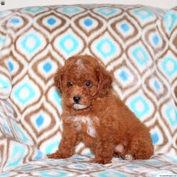 Lacey/Miniature Poodle									Puppy/Female	/May 6th, 2026,Lacey is a spirited Miniature Poodle puppy who is great with kids and can be registered with the AKC. This bold little pup is socialized, family raised with children, and ready to meet you! Lacey comes home with a health guarantee provided by the breeder, plus has been seen by a vet and is up to date on shots and de-wormer.