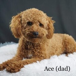 Zelda/Cavapoo									Puppy/Female	/8 Weeks,Hi, my name is Zelda, and I’m an absolutely adorable Cavapoo puppy with a sweet personality and a heart full of love! I’m a playful and affectionate little companion who loves exploring new things, soaking up attention, and being part of all the fun adventures life brings. I have a gentle nature, a happy spirit, and a lovable personality that makes me truly special. With my soft, fluffy coat, adorable puppy eyes, and charming Cavapoo looks, I’m sure to steal your heart wherever I go. I can’t wait to fill my forever home with endless love, laughter, cuddles, and unforgettable memories!