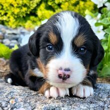 Pepin/Bernese Mountain Dog/Female/May 31, 2026
