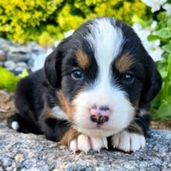 Adopt a dog:Pepin/Bernese Mountain Dog/Female/May 31, 2026,Hi, I'm Pepin! I'm a 5-week-old male Bernese Mountain Dog with a beautiful black, tan & white coat, born on May 31. I'll be ready to go home to my forever family after July 28, once I'm grown enough to leave my litter. When I reach my adult size, I should weigh between 70–125 lbs. I'm AKC registered. I will fill your home with warmth and puppy love.