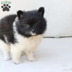 Callie/Pomeranian									Puppy/Female	/May 14th, 2026,Callie is one of three in her litter, her approximate adult weight is 7 to 8 pounds 