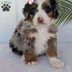 Annie/Mini Bernedoodle									Puppy/Female	/8 Weeks,Hello everyone! Meet our precious little girl, Annie. She is a beautiful F1 blue-merle mini bernedoodle with a very beautiful coat of soft wavy hair! Her coat is a very unique color of blue! Annie has a very sweet temperament andis very well socialized! She is very playful and is sure to make the perfect companion to anyone giving her a loving home! Annie would make the perfect companion to go on walks with or if you are looking for someone to snuggle up on the couch with she is always up for that as well! Annie will be available to go home on July 7th..