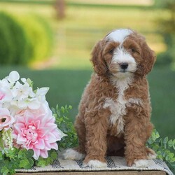 Rosie-F1B/Mini Goldendoodle									Puppy/Female	/May 11th, 2026,Meet Rosie a F1B generation Mini Goldendoodle puppy! The mother is a Mini Goldendoodle 30lb and the father is a ACA registered Mini Poodle 12lb. Each puppy comes fully vet checked; shots and dewormed; 30 day health guarantee; small bag of puppy food and all paperwork along with a customized puppy packet to your specific puppy. The Mini Goldendoodle is a great choice dog breed for someone looking for a small dog breed, hypoallergenic, less shedding and great family personality dog. If your interested in any of the puppies we have currently available please give us a call today, thank you!