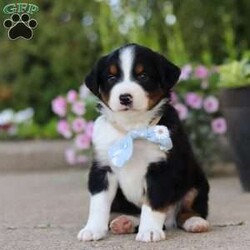 Frankie/Miniature Australian Shepherd									Puppy/Male	/7 Weeks,Hi, my name is Frankie, and I’m an absolutely adorable ASDR Mini Australian Shepherd puppy with a big personality and a heart full of love! I’m a sweet and playful little companion who loves soaking up attention, exploring the world around me, and enjoying all the fun adventures that sunny days bring. I have a bright spirit, a curious nature, and a lovable personality that makes every moment more special. With my fluffy coat, adorable puppy eyes, and charming Toy Aussie looks, I’m sure to steal your heart wherever I go. I can’t wait to spend my days making memories, enjoying outdoor adventures, and bringing endless love and happiness to my forever family!