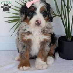 Annie/Mini Bernedoodle									Puppy/Female	/8 Weeks,Hello everyone! Meet our precious little girl, Annie. She is a beautiful F1 blue-merle mini bernedoodle with a very beautiful coat of soft wavy hair! Her coat is a very unique color of blue! Annie has a very sweet temperament andis very well socialized! She is very playful and is sure to make the perfect companion to anyone giving her a loving home! Annie would make the perfect companion to go on walks with or if you are looking for someone to snuggle up on the couch with she is always up for that as well! Annie will be available to go home on July 7th..