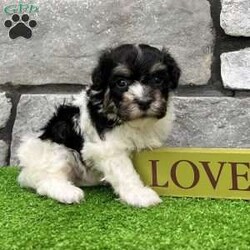 Dillon/Havanese									Puppy/Male	/9 Weeks,    Hi, I’m Dillon! I’m a handsome AKC Registered Havanese boy with a beautiful black and white coat, sparkling eyes, and a sweet personality that loves attention! I’ve been raised with lots of love and care, and now I’m searching for a forever family to call my own. I’m up to date on all my shots and dewormings, have been microchipped, and come with a health guarantee so you can feel confident bringing me home. I love cuddles, playtime, and being right by your side wherever you go! No matter where you live, delivery is available right to your door in most areas, making it easy for me to become part of your family. Contact today: I can’t wait to meet you and fill your home with love, puppy kisses, and lots of happy memories! 