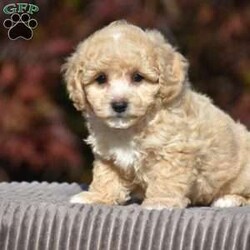 Lincoln/Bich-Poo									Puppy/Male	/9 Weeks,Pond View Puppies is excited to introduce Kenny and Twinkles’s new Bichpoo puppies!! They were born on May 2, 2026. We expect these puppies to weigh 9 to 13 pounds full grown. These pups will be a perfect fit for a family pet or for a 1-person companion! They love attention and cuddles. And they love playing with their toys and children. These Bich-poo are a good fit for anyone, including  families  with children. Our Bich-poo puppies have  been microchipped. They have had their first vaccinations and dewormers and have benn given health certificates by our  veterinarian. You will be given a 2-year genetic health guarantee, a small bag of NutriSource puppy food, and a blanket with the mother & littermate’s scent on it when you pick up your puppy. Pond View Puppies is eager to meet you! We will do our best to make this adoption process easy for you and your new furbaby :).  You may call or text Ruthie any time. Sunday calls & texts will be returned on Monday morning.