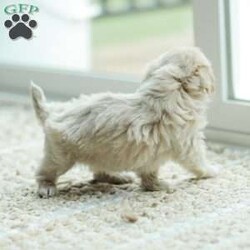 Arlo/Maltipoo									Puppy/Male	/7 Weeks,Our Maltipoo puppies will make the perfect addition to your family! They have calm and docile personalities and are absolutely adorable! Our children love to play with them and they get lots of cuddles and attention from them! 