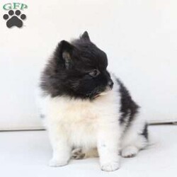 Callie/Pomeranian									Puppy/Female	/May 14th, 2026,Callie is one of three in her litter, her approximate adult weight is 7 to 8 pounds 