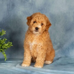 Amberly/Mini Labradoodle									Puppy/Female	/April 26th, 2026,These sweet little Labradoodle puppies are happy, healthy, and ready to find their new furever families! Raised in a loving family environment, they have been very well socialized and are comfortable with all the everyday sights and sounds of family life. They’ve been handled regularly and are used to being around children, helping them grow into confident and affectionate companions.