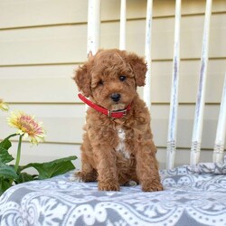 Nala/Miniature Poodle									Puppy/Female	/May 8th, 2026,Nala is a friendly Miniature Poodle puppy who loves to play and can be registered with the ACA! This sweet girl is socialized, family raised with children, and ready to be your loyal companion! Nala comes home with a 30 day health guarantee provided by the breeder. This cutie has also been seen by a vet and is up to date on shots and de-wormer.