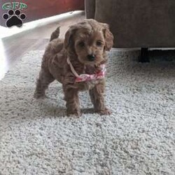 Lilly/Maltipoo									Puppy/Female	/8 Weeks,Meet Lilly our most precious little girl! She is a beautiful red color and is so precious, she loves being held and snuggled and next she’s off playing with our young children , her mom Luna takes the best care of her little ones and has a calming temperament, the babies are being dewormed regularly and vaccinated, they’ll be health checked by our local vet and also micro chipped , the babies get love and attention every day! Her estimate adult weight will be around 10#-12#s , if you love puppies as much as we do and want to give Lilly the best home call or text . 