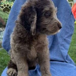 Remi/Labradoodle									Puppy/Female	/7 Weeks,Our adorable Labradoodle puppies are looking for their forever families! These sweet pups are raised with lots of love and are well-socialized, making them wonderful companions for families, couples, or individuals. Medium size (great for any home) Friendly, affectionate, and intelligent Low-shedding, soft coats, Great with other pets , Health checked and up to date on age-appropriate vaccinations and deworming! If you’re looking for a loyal best friend with a loving personality, one of these precious Labradoodles could be the perfect addition to your family!