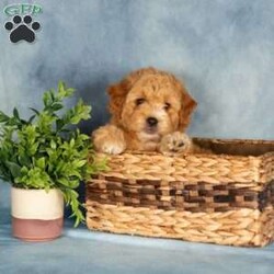 Amberly/Mini Labradoodle									Puppy/Female	/April 26th, 2026,These sweet little Labradoodle puppies are happy, healthy, and ready to find their new furever families! Raised in a loving family environment, they have been very well socialized and are comfortable with all the everyday sights and sounds of family life. They’ve been handled regularly and are used to being around children, helping them grow into confident and affectionate companions.