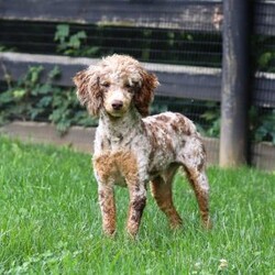 Warren/Cockapoo									Puppy/Male	/8 Weeks,Meet Warren, an absolutely adorable F1 Cockapoo puppy with a playful personality and a heart full of love! This sweet little boy loves exploring his surroundings, chasing after toys, and cuddling up for cozy naps after a fun day of play. With his soft fluffy coat, bright eyes, and happy spirit, he brings joy everywhere he goes. Friendly, affectionate, and full of charm, this precious puppy is sure to make every day brighter with his loving nature and adorable antics.
