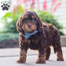 Warren/Cockapoo									Puppy/Male	/8 Weeks,Meet Warren, an absolutely adorable F1 Cockapoo puppy with a playful personality and a heart full of love! This sweet little boy loves exploring his surroundings, chasing after toys, and cuddling up for cozy naps after a fun day of play. With his soft fluffy coat, bright eyes, and happy spirit, he brings joy everywhere he goes. Friendly, affectionate, and full of charm, this precious puppy is sure to make every day brighter with his loving nature and adorable antics.