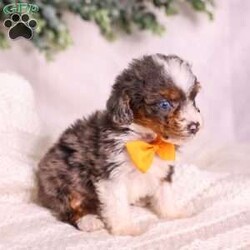 Murphy (tiny)/Mini Bernedoodle									Puppy/Male	/9 Weeks,Murphy is a handsome merle Micro Mini Bernedoodle puppy from Paw Tale Puppies, a wonderful example of one of today’s most beloved companion breeds. The Micro Mini Bernedoodle is a cross between the Bernese Mountain Dog and the Miniature or Toy Poodle, a thoughtful pairing that brings together the gentle, affectionate temperament of the Berner with the intelligence and lower-shedding coat of the Poodle. The result is a compact, sturdy companion that fits beautifully into a wide range of homes and lifestyles.