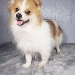 Max/Pomeranian									Puppy/Male	/10 Weeks,Meet Max! This beautiful pomeranian puppy is very friendly and playful. He is being family raised and is used to being around children. Max has been vet checked and is up-to-date on shots and deworming. This cutie is ready for his new home! You can call or text us for more information or to schedule a visit. 