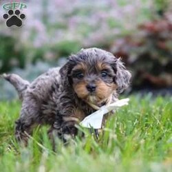 Alfie/Cavapoo									Puppy/Male	/6 Weeks,Hi, I’m Alfie! I’m an absolutely adorable F1B Cavapoo puppy with a sweet personality and a heart full of love. I love exploring new places, playing with my favorite toys, and spending time with the people I love most. Whether I’m enjoying a fun adventure or snuggling up for cuddle time, I’m happiest when I’m surrounded by love and attention. With my soft, fluffy coat, bright eyes, and affectionate nature, I’m sure to steal your heart from the very first moment we meet. I can’t wait to fill my forever home with endless love, laughter, and unforgettable memories!