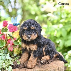 Cocoa/Miniature Poodle									Puppy/Female	/May 9th, 2026,These adorable Mini Poodle puppies are looking for loving homes where they will be cherished and spoiled with plenty of love and attention. They have been well socialized and enjoy spending time with people, making them wonderful companions . Their friendly personalities and playful nature make them a joy to be around.