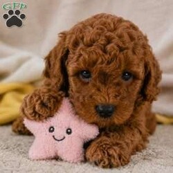 Jake/Cavapoo									Puppy/Male	/May 22nd, 2026,Healthy!! Happy!! Huggable is what I am!! My name is Jake and I am an F1b Cavapoo puppy!!I am Hypoallergenic and nonshedding!! I am adventerous and love playing!! I love people and interacting with other fur pals! I will be sure to attract lots of attention with my sweet puppyality! I come to you vet checked, dewormed, and up to date on all vaccines and dewormer.My Mom is our own sweet Josie a 19# F1 Cavapoo and Dad is Rookie a handsome 11# mini Poodle. Please contact Fran to find out more on the process of adopting me into my new home.shipping is available anywhere in the USA! There will be a 7% sales tax charge for all in home pick ups.