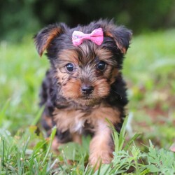Luna/Yorkie									Puppy/Female	/9 Weeks,Hi, my name is Luna, and I’m an adorable ACA Registered Yorkshire Terrier puppy with a sweet personality and plenty of love to give! I have a beautiful coat, bright little eyes, and a playful, affectionate nature that makes me a wonderful companion. I enjoy exploring, playing with toys, and spending time with people, but I also love curling up for snuggles when it’s time to relax. I am up to date on my vaccines and dewormer and come with a one-year genetic health guarantee. My estimated adult weight is around 9 pounds, making me the perfect little companion to take along on life’s adventures.